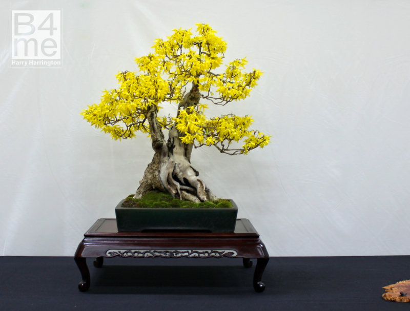 Forsythia bonsai